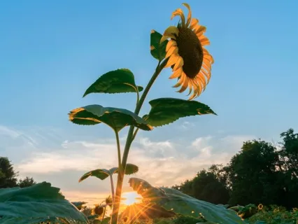 Committing To Divine Love