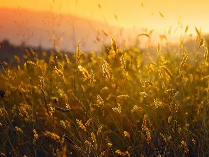 Commonplace Miracles: A Body Scan Meditation