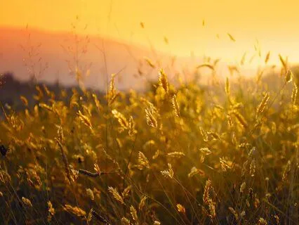 Commonplace Miracles: A Literary Reflection