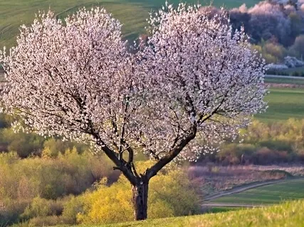 Communicate With The Heart 