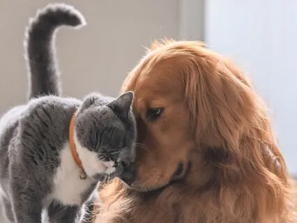 Communicate With Your Animal Friend