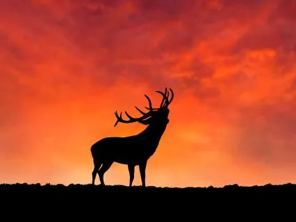 Communing With Y-Chromosomal Adam