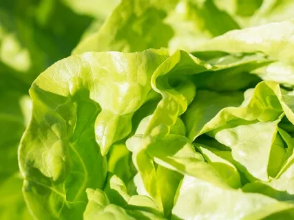 The Mindful Vegan Book: Day 7