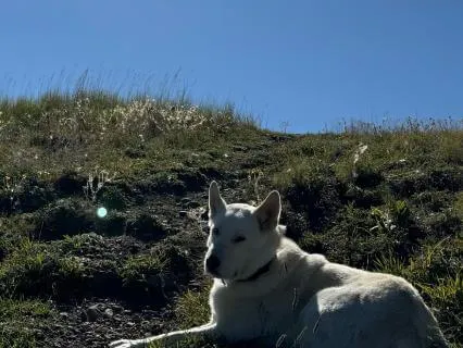 Companionship - Meditate With Your Pet