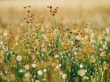 Compassion And The Guest House