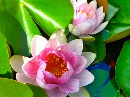 Compassion As A Boundless Divine Abode- Nov 4, 2023