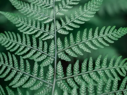 Preventing Compassion Burnout