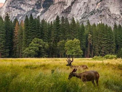 Compassion For All Sentient Life