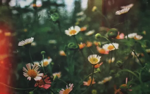 Compassion For Another 