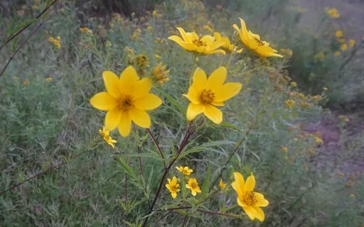 Compassion For Caregivers (With Equanimity)