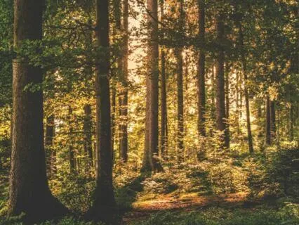 Compassion For Emotions