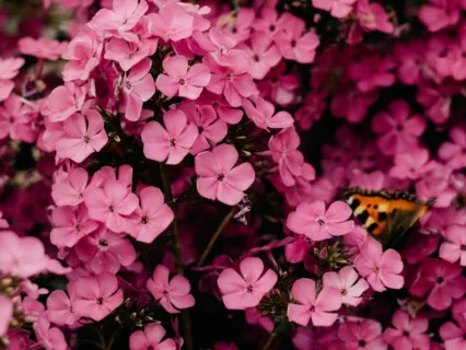 Compassion For Me And Others