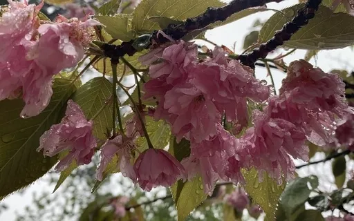 Compassion For Self & Others 