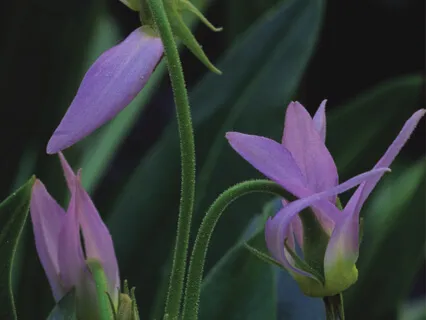 Compassion for Self Meditation