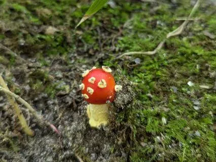 Compassion For Thursday