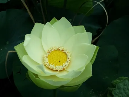 Compassion (Mantra Meditation)