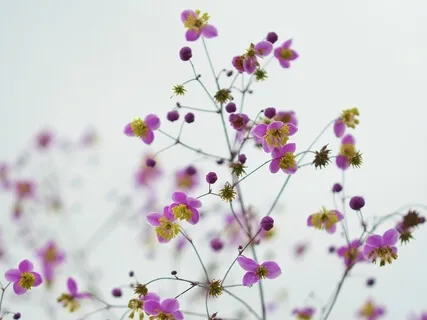 Compassion Meditation