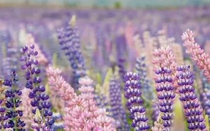 Compassion Meditation