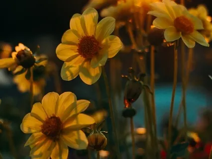 Compassion Meditation: Bringing Kindness To Our Precious Selves