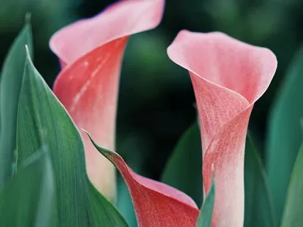 Compassion Meditation For Fertility