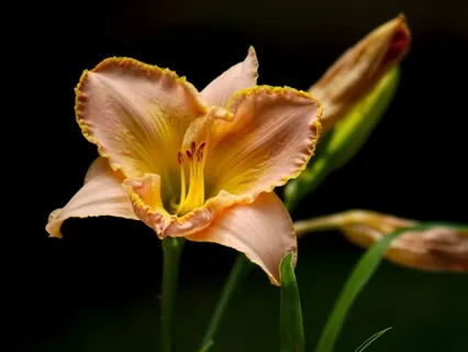 Compassion Meditation For Hard Times