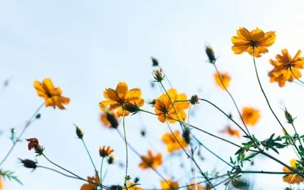 Compassion Meditation For Peace In Ukraine