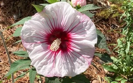 Compassion Meditation Opening Our Heart, Karuna Practice 