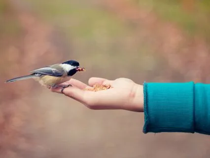 Compassion Meditation