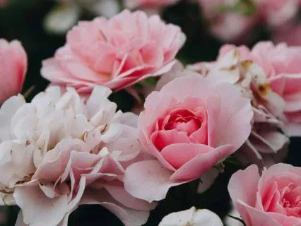 Compassion Meditation