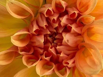 Compassion Meditation