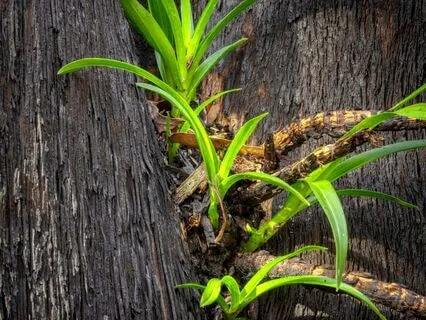 Compassion Meditation