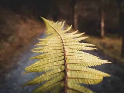 Cultivating Compassion During The Coronavirus Pandemic