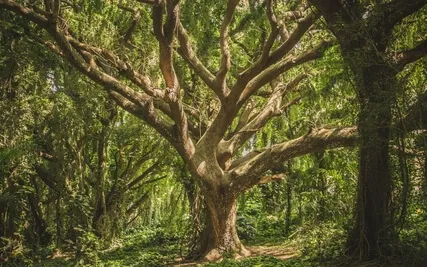 Compassion Through Looking Inside