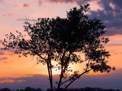 Compassion Tree With Poem By Miller Williams 