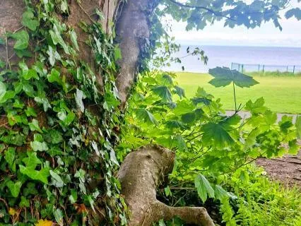 Compassion Vs Self-Compassion Meditation
