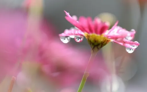 Compassion With Equanimity