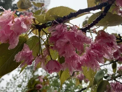 Compassionate Body Scan - Long