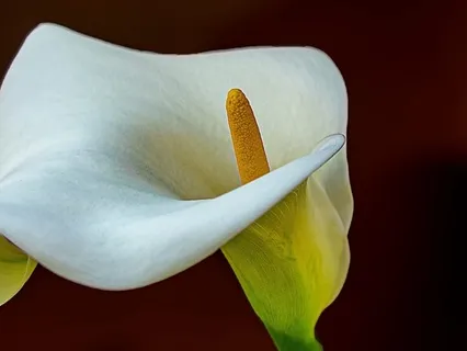 Compassionate Body Scan Meditation