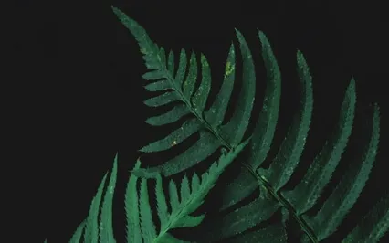 Compassionate Body Scan | Mindful Self-Compassion