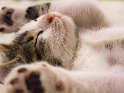 Compassionate Body Scan