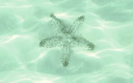 Compassionate Breath