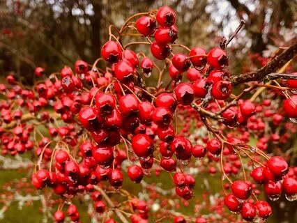 Compassionate Breathing Meditation - Others