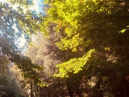 Compassionate Breathing Towards Yourself Meditation