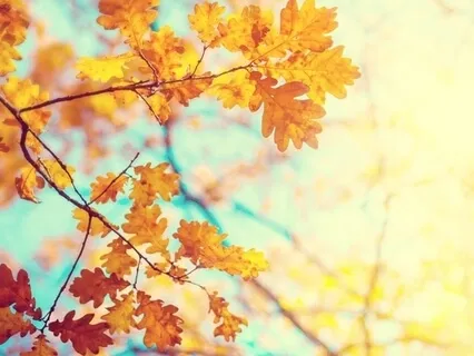 Compassionate Connection Meditation