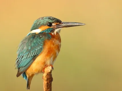 Compassionate Friend