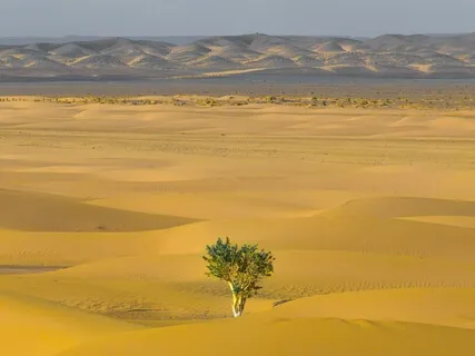 Compassionate Friend