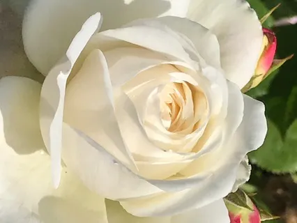 Compassionate Friend