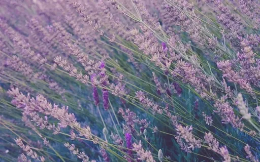 Compassionate Image - Letting In The Good