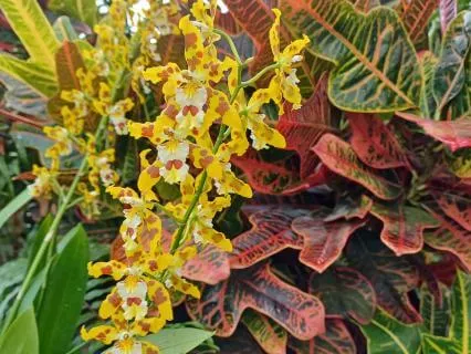 Compassionate Kind Presence