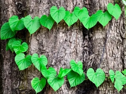 Compassionate Living: Head to Heart